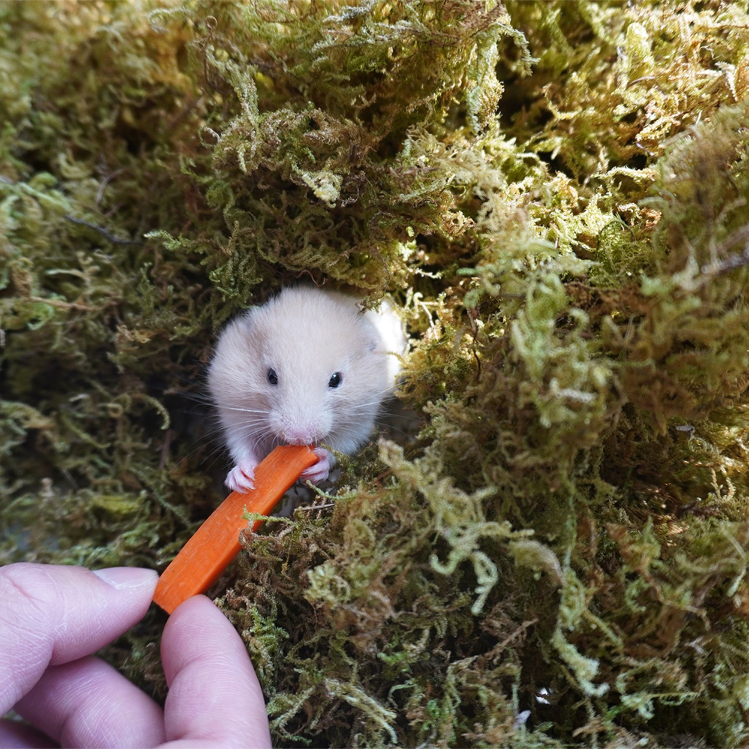 Sphagnum moss – Holistic Hamster